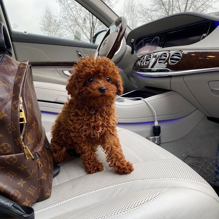 teacup pudle srbija, tamno crvena teacup pudla srbija